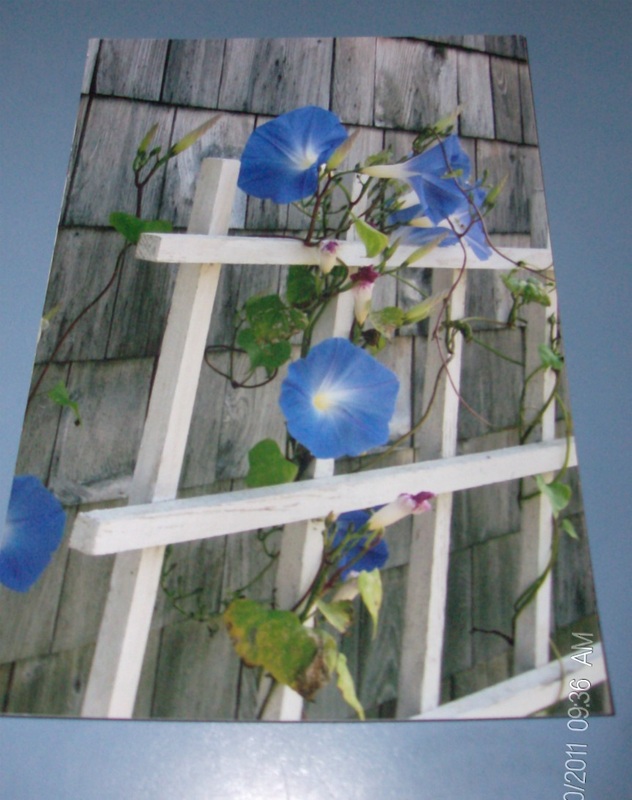 This is the picture I used to create the Morning Glory wall hanging.